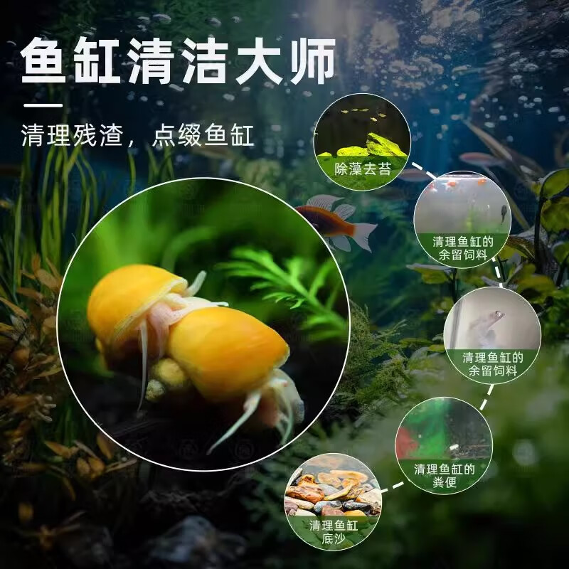 黄金蚬专吃鱼屎粪便鱼缸观赏清洁工具螺净化水质冷水观赏黄金河蚌 除藻黄金螺1.5-2.5厘米3颗送1颗