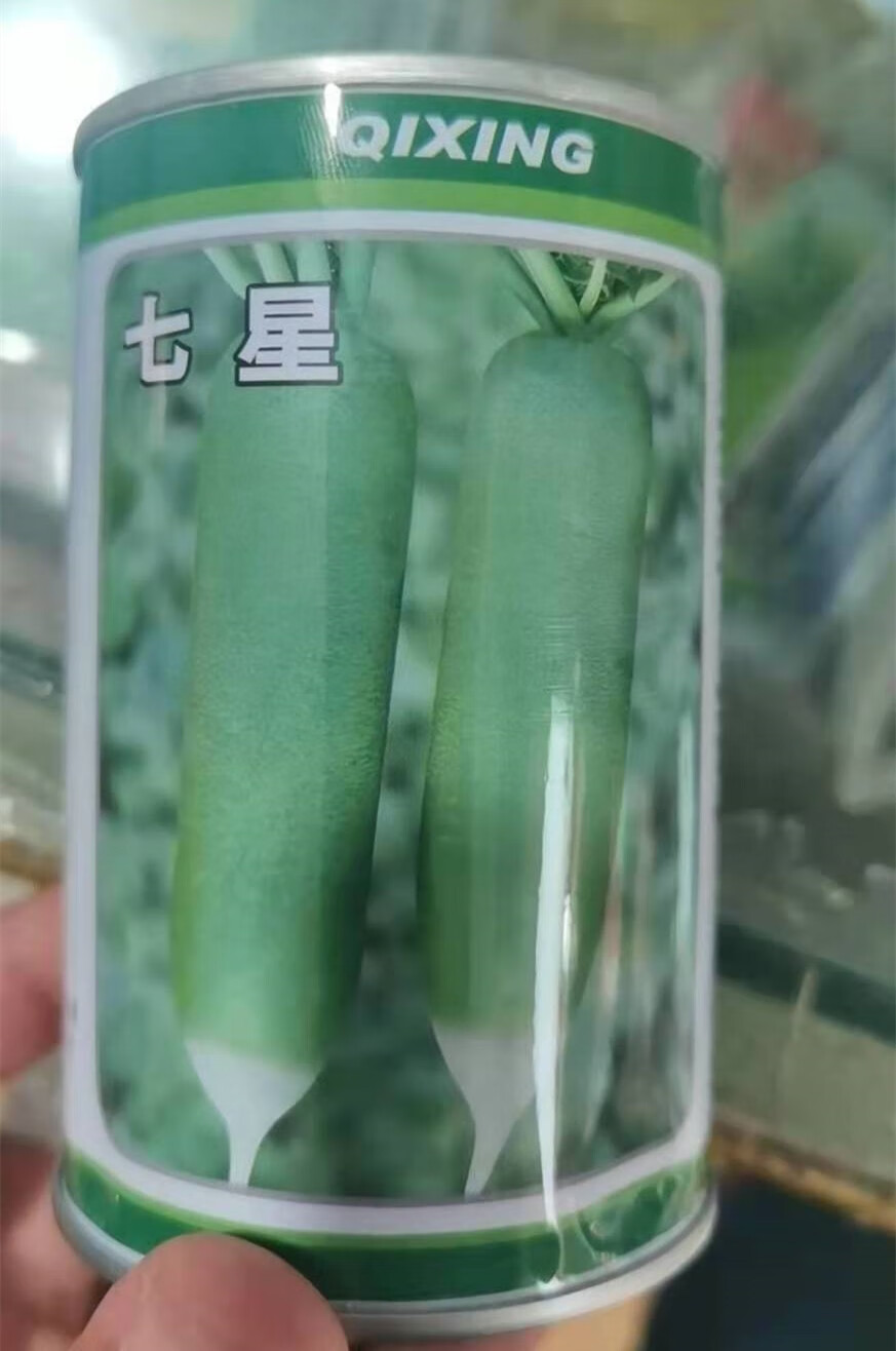 天津科润七星水果萝卜种籽种子绿瓤高产甜脆生食萝卜种子秋季罗卜