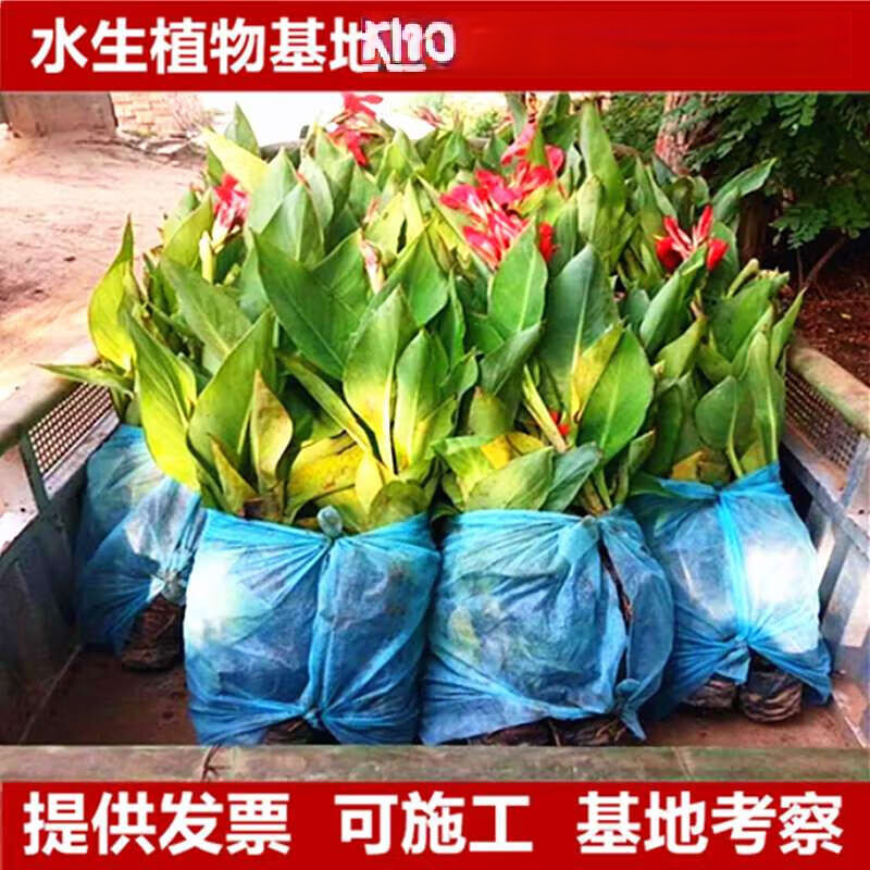 花幽谷湿地美人蕉苗绿化沼泽美人蕉花苗水生植物美人蕉种球庭院河边浮岛 红色美人蕉100株 25cm(含)-30cm(不含)