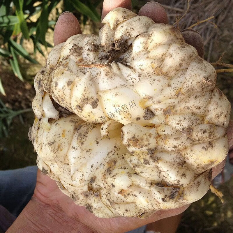 江西萬(wàn)載龍牙百合新鮮現(xiàn)挖食用粉糯不苦當(dāng)季甜百合農(nóng)家無(wú)硫非蘭州 鮮百合2斤6個(gè)(中大果)