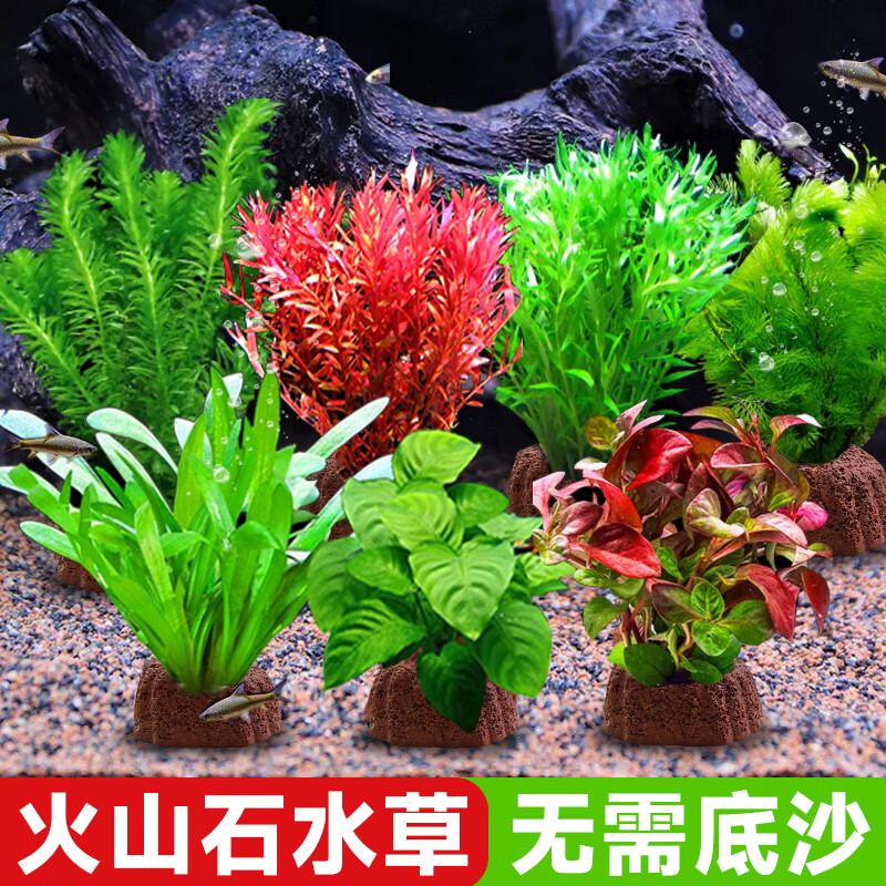 �����ˮ��ֲ��ֱ�����С����쾰������ֲ����ˮ�����������̾� ���о��ݡ��첨���ͻ�ɽʯ����