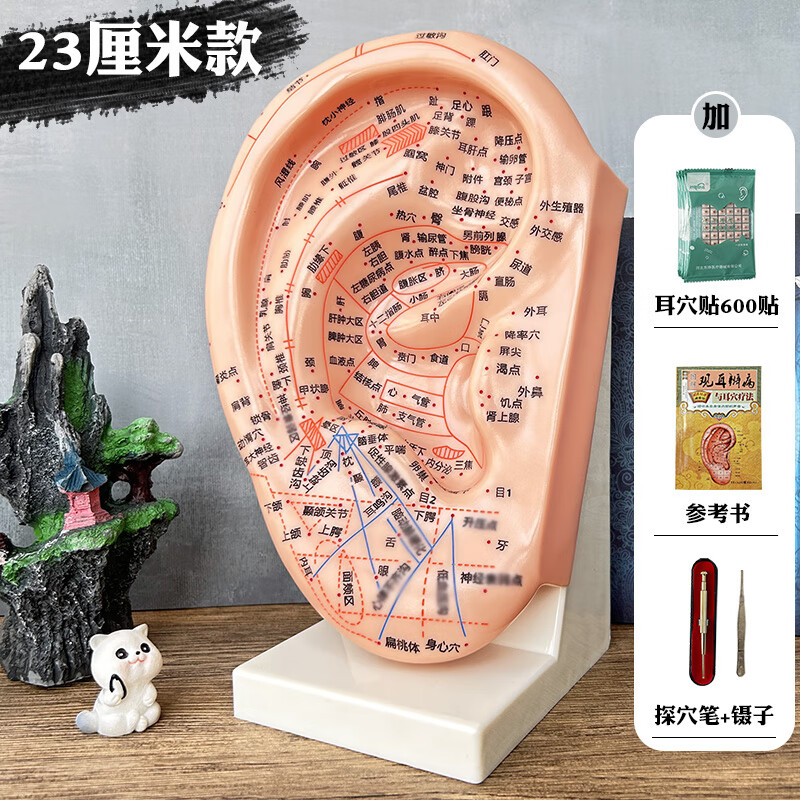 教學(xué)版耳穴模型多穴位針灸耳朵穴位模型耳穴模具特大耳模型帶支架 23厘米教學(xué)版+參考書(shū)+耳穴貼（600貼）+探穴筆