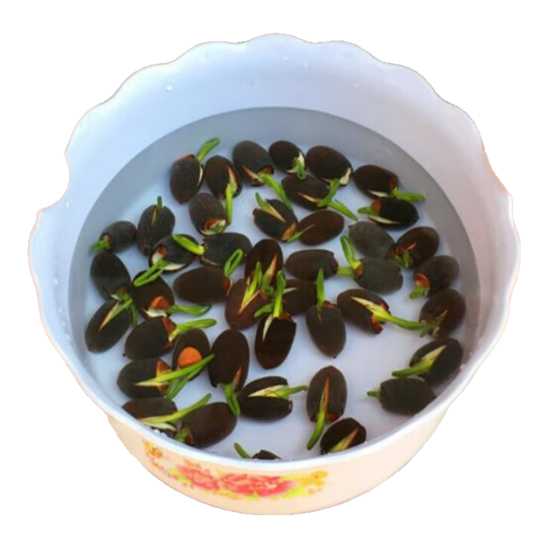 太空36號(hào)藕苗帶芽荷花種食用藕種盆栽池塘水培植物蓮花碗蓮種子籽 10棵蓮藕苗