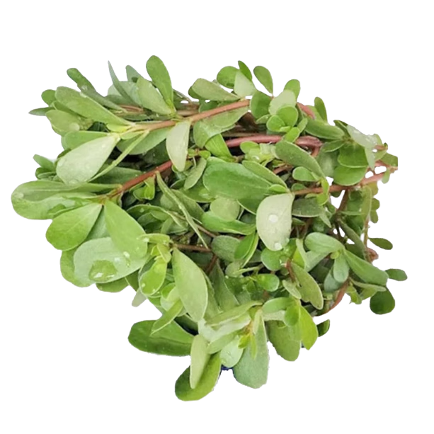 果臻鮮 新鮮馬齒莧 新鮮馬蜂菜長壽菜螞蚱菜 當天現(xiàn)摘現(xiàn)發(fā)1-4斤 精選1000g 新鮮現(xiàn)摘