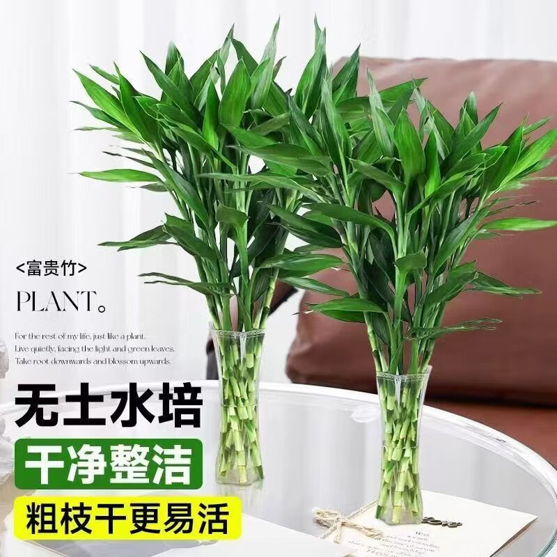 富貴竹水培植物水養(yǎng)發(fā)財(cái)步步高轉(zhuǎn)運(yùn)竹子花卉盆栽室內(nèi)客廳桌面綠植 富貴竹50-55厘米4棵+送營養(yǎng)液
