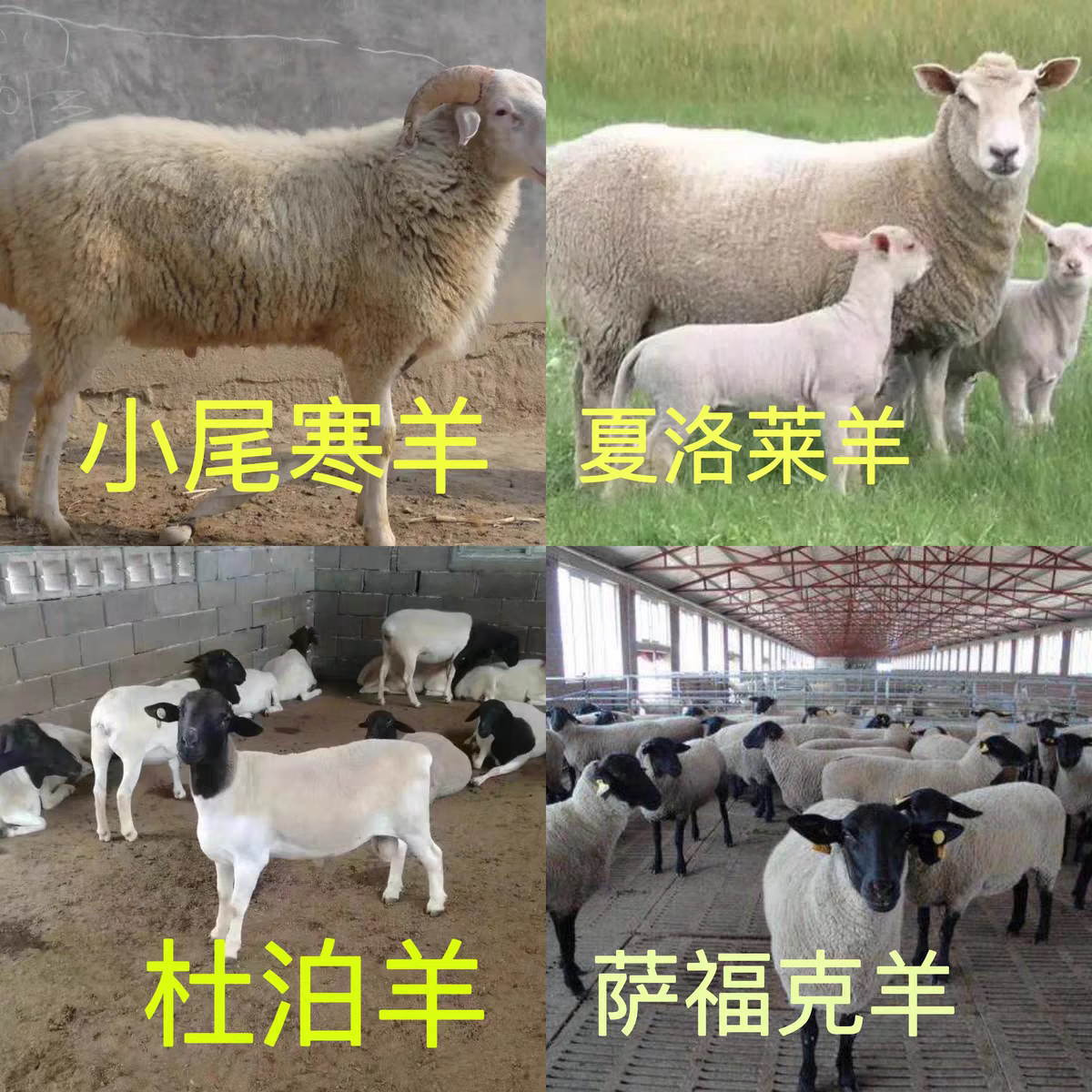 纯种夏洛莱羊活体黑头杜泊绵羊活羊萨福克小羊羔活苗小尾寒羊