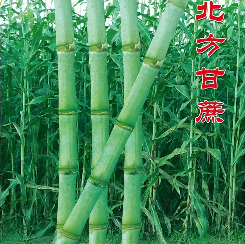北方甜桿秸子甜高粱桿種子春夏秋季甜棒甘蔗種籽甜蘆稷種籽苗種籽 北方甘蔗200粒 送肥料+花種子