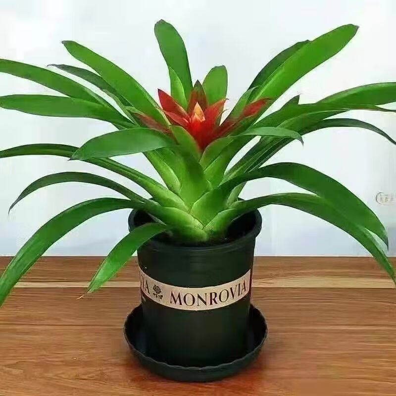 镜之月憶芗鸿运当头盆栽植物凤梨花苗水培花卉鲜花红星凤梨绿花植物