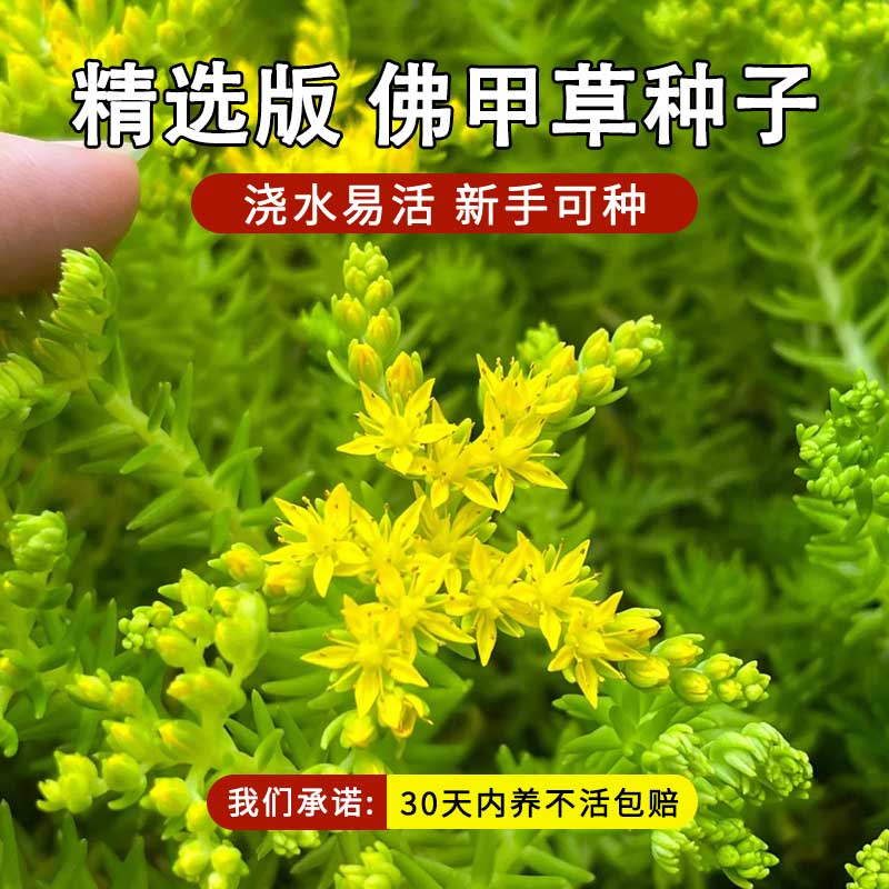 佛甲黄金草盆栽夏季耐热可暴晒耐寒四季常绿地被植物庭院假山造景 佛甲草种子100克 播20平方