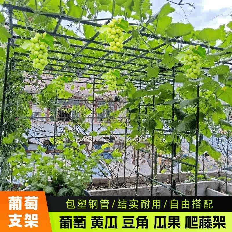 庭院戶外葡萄架百香果專用爬藤架子立柱式牽引架獼猴桃南瓜葫蘆架 長2.1米*寬2.1米*高2.4米
