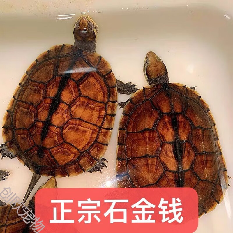 南石龟正宗石南石观赏宠物乌龟活物 4-5厘米 老手推荐 1只(备注公母)