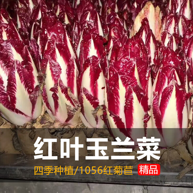原廠10包正宗金玉蘭菜籽紅菊苣軟化菊苣種子四季陽臺(tái)營養(yǎng)賽人參籽 紅菊苣種子3包拍這個(gè)發(fā)5包 送肥料