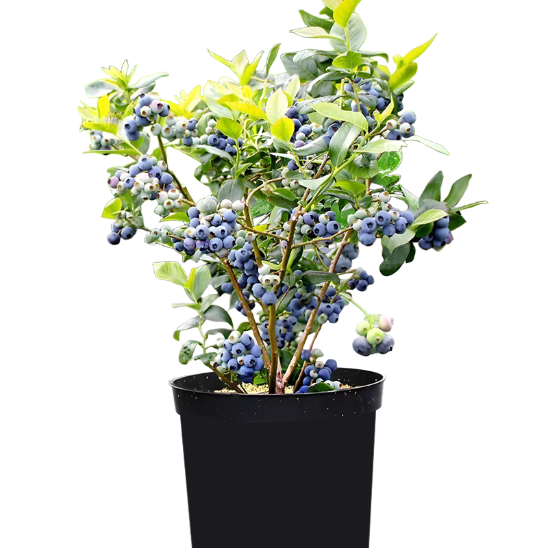 嫣蓝果树苗蓝莓苗水果苗当年结果盆栽地栽兔眼4年苗1棵源头直发