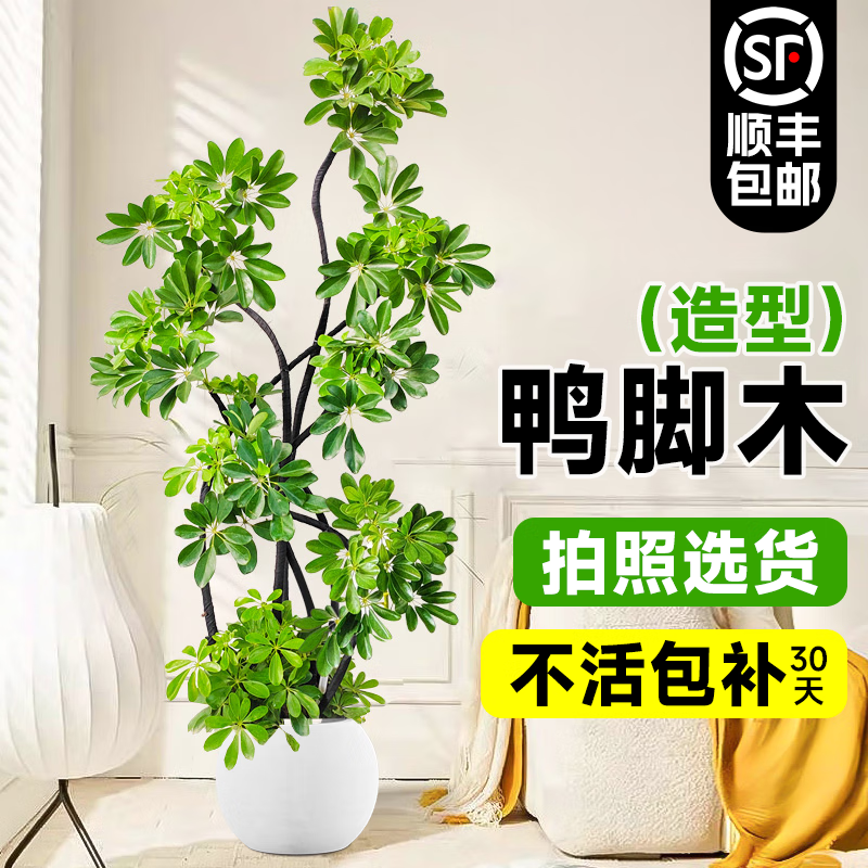 ���ڲ�������������Ѽ��ľ��ֲ���������Է����������������ڰ칫����ش���ֲ�� ����Ѽ��ľ1.5-1.6+�״���Բ����