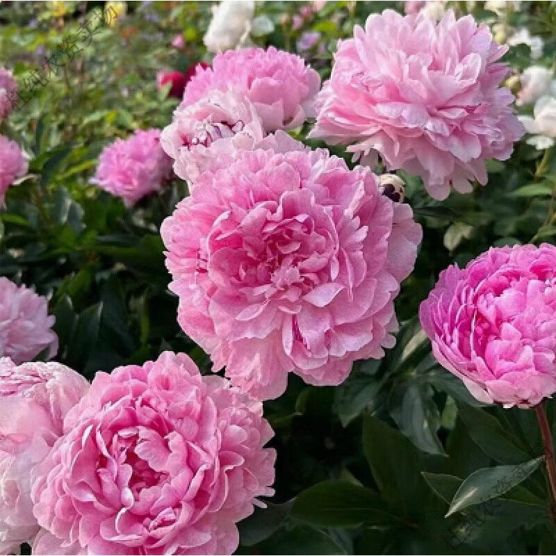 重瓣芍药花苗 蓝富士6