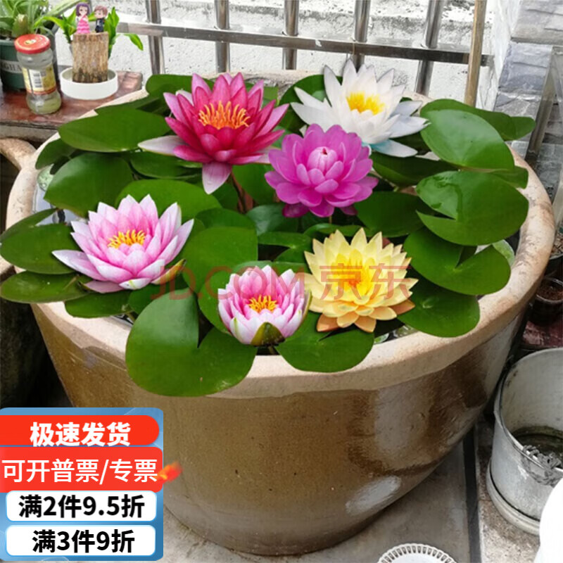 ������˯��ˮ��ֲ���˯��������̨������ֲ�������ˮ�� ˯����ɫ��3��װ��