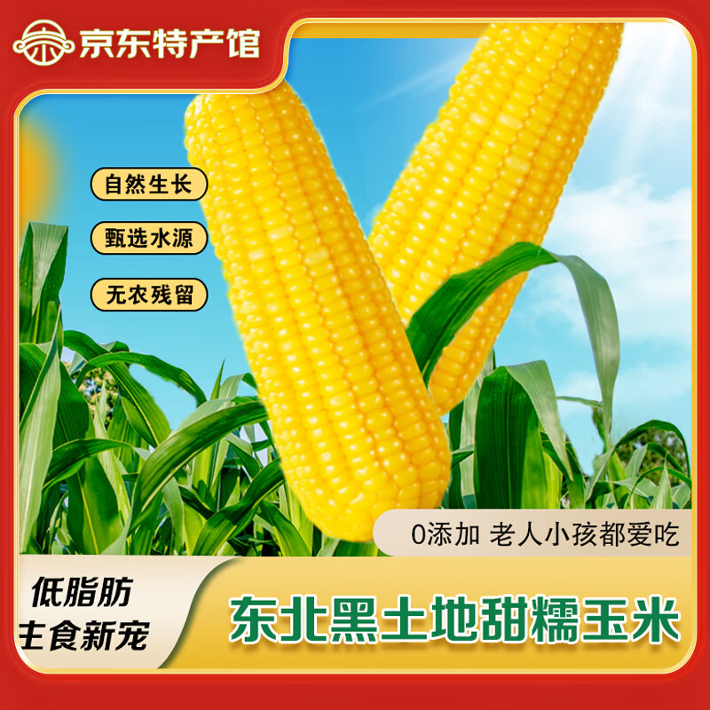 东北黄黏糯玉米棒黄色玉米8支