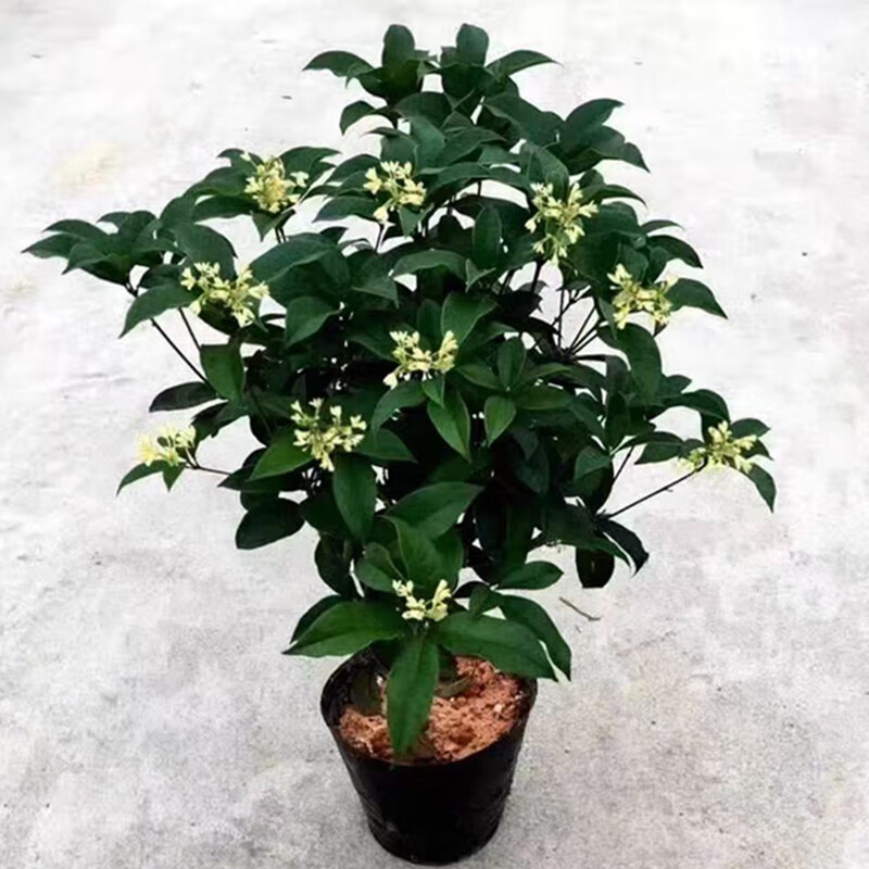 ���������̨����Ũ��ԭ���ļ�����ͥԺ��԰�����ļ�����ֲ �ļ���2����