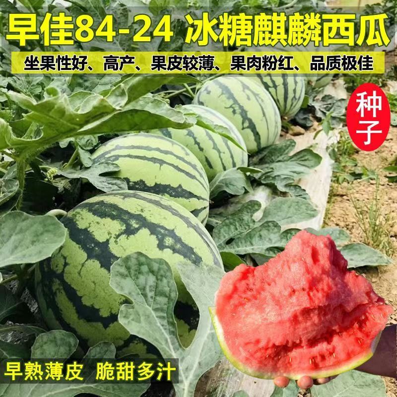 8424麒麟少籽西瓜种子无籽特大高产巨型甜王南方四季蔬菜水果种孑 【8424】麒麟王西瓜1包53粒种子 新手盆栽1小包5粒