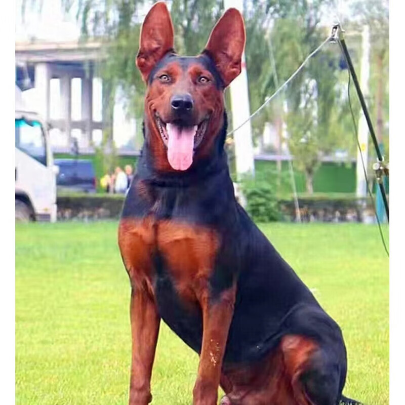 麦基乐莱州红犬幼犬纯种活体纯种大型护卫猛犬莱州红犬虎头狼狗苏联红