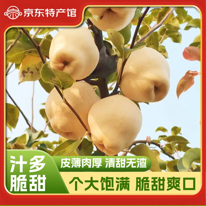 慧供正宗山农酥梨子新鲜当季水果脆甜薄皮多汁产地直发新果酥梨礼盒装 大果净重5斤装【6个 顺丰发货】