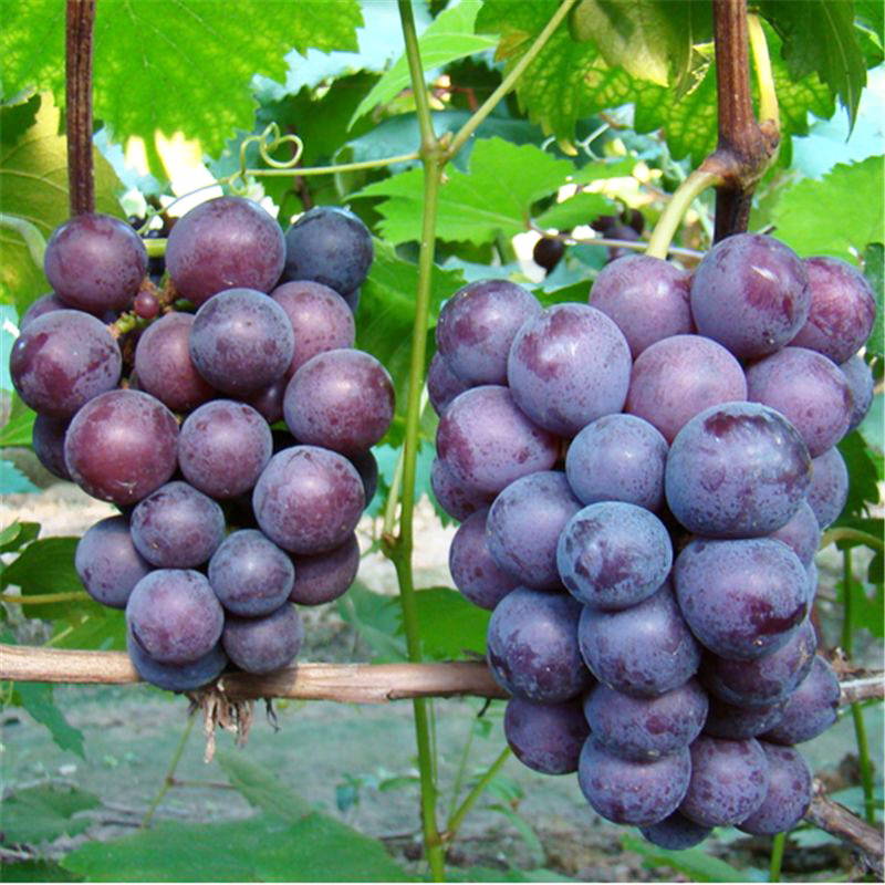 葡萄苗脆光葡萄树苗果树北方南方种植抗寒庭院爬藤盆栽葡萄树苖当年