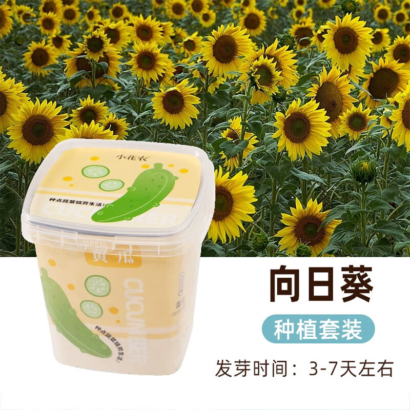 小花农儿童果蔬植物观察种植小盆栽实验套装桌面摆件幼儿园学生 种点蔬菜种点花【向日葵】 京东折扣/优惠券