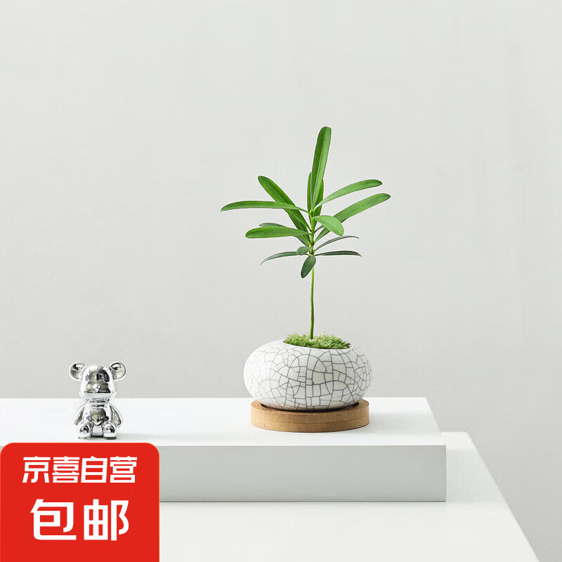 �޺������Դ�������Ĵָ��ֲ���ڿ�������칫�������ļ�����ֲ�� �޺���-���������ȵ���-����� �����ֺ�