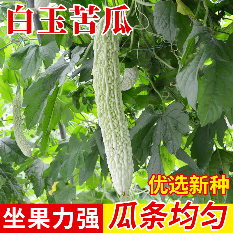 种菜记苹果苦瓜种子台湾水果苦瓜早生杂交特色白玉苦瓜籽口感脆甜多汁