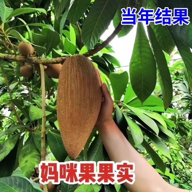 果树/果蔬苗/果蔬盆栽南方种植盆栽庭院阳台马梅果苗当年结果 三年苗【当年试果】送肥料