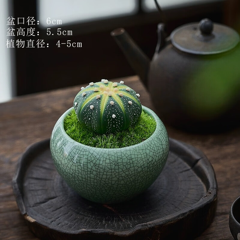 金錢兜迷你盆景仙人球多肉植物小盆栽好養(yǎng)桌面辦公室室內(nèi)花卉綠植 金錢兜+微型哥窯冰裂瓷盆【送肥料】