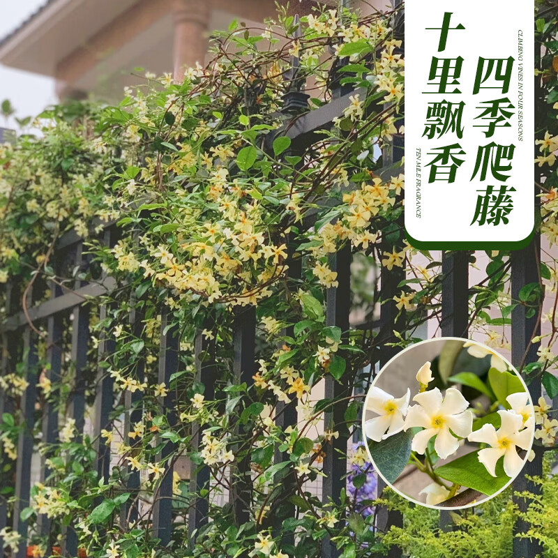 ���ڲ��������ŷ糵�������Դ����������ٴ�˿���ٻ����ͺ���̨����ֲ���ļ����� ����ɫ�糵����3��׳��