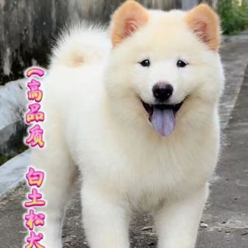 麦基乐白土松犬广西土松犬中华田园犬幼犬狗狗犬土猎犬 田园级 黑鼻头