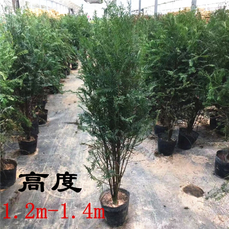 御卉阁 红豆杉树苗曼地亚红豆杉盆栽 红豆杉四季常青植物公母盆景植物