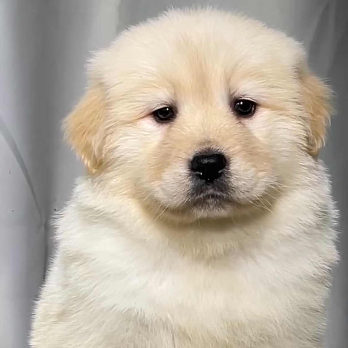 double yellow纯种金毛狗狗活体大型犬沙滩巾枫叶红幼崽幼犬巡回犬