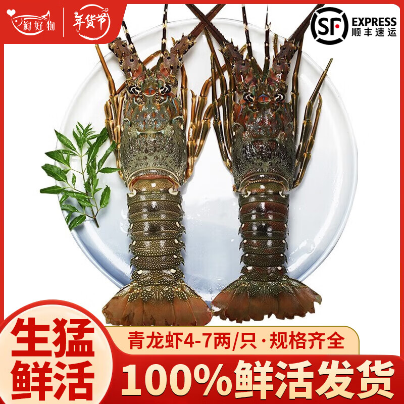 鲟好物【活鲜】小青龙虾鲜活大龙虾新鲜生猛活发大龙虾生鲜虾类 2只小青龙（5-6两/只）