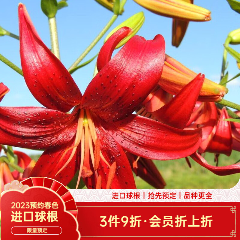 查种球历史低价|种球价格比较