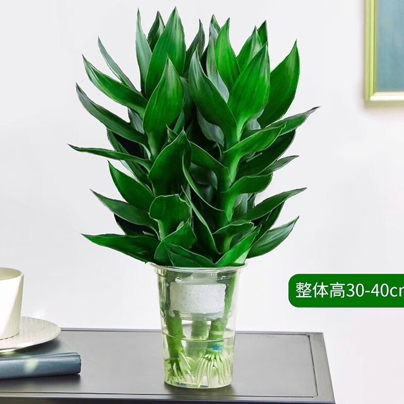 觀音竹富貴竹水培植物帶根花卉綠植綠蘿室內(nèi)盆栽轉(zhuǎn)運(yùn)竹帶花瓶好養(yǎng) 【帶根發(fā)貨】觀音竹2支(款 無盆)