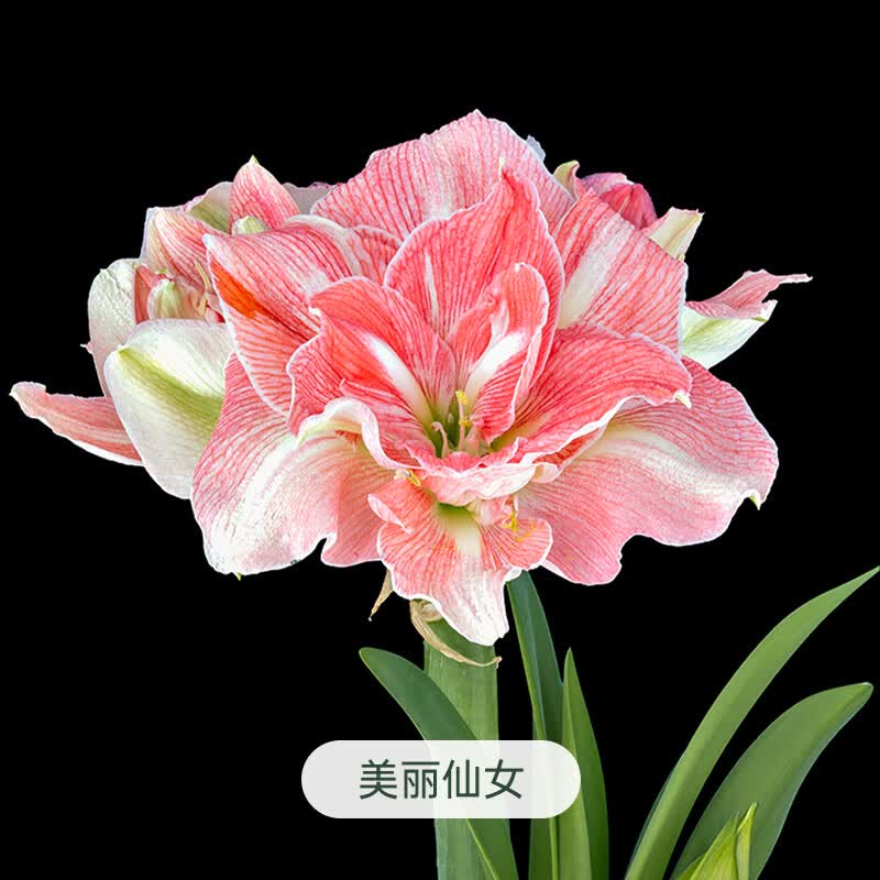 海蒂的花园旗舰店南非朱顶红进口重瓣种球室内阳台球根花卉植物保证对版种球 荷兰朱顶红美丽仙女28/30 12+