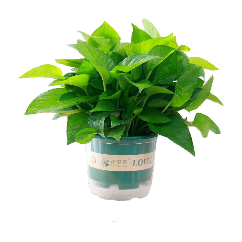 ���ڲ������������������Գ���ȩ���ں�������ֲ�����������칫���·�װ�޾������� 180�̼��ؼ�ˮ��������1�� ����������� 23.7Ԫ��3��(��7.9Ԫ/��)