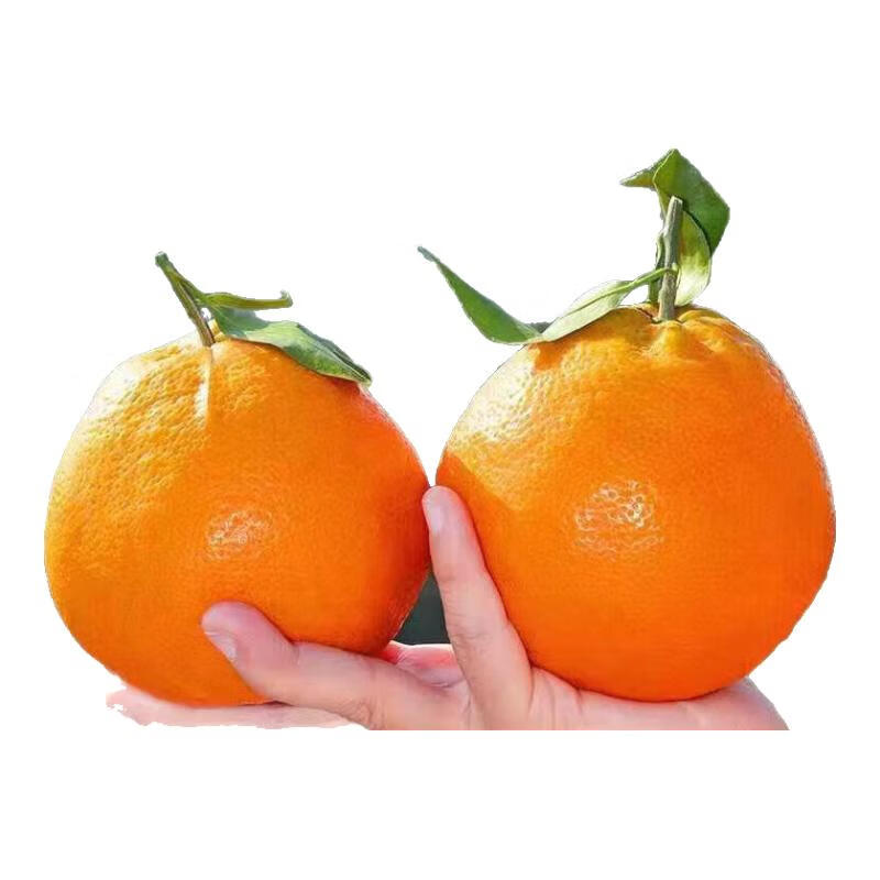 ���󴺼��ҰҸ� �Ĵ�ˮ������ ��װ����� 9��װ����8�� �����ҰҸ�6 9��װ����8�ﵥ��80mm++ 37.8Ԫ