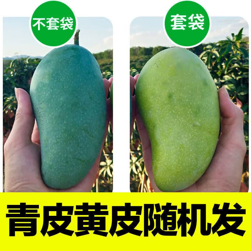 忆京源海南金煌芒水仙芒果 现摘特大果三亚直发甜心芒 新鲜当季孕妇水果 5斤精选大果