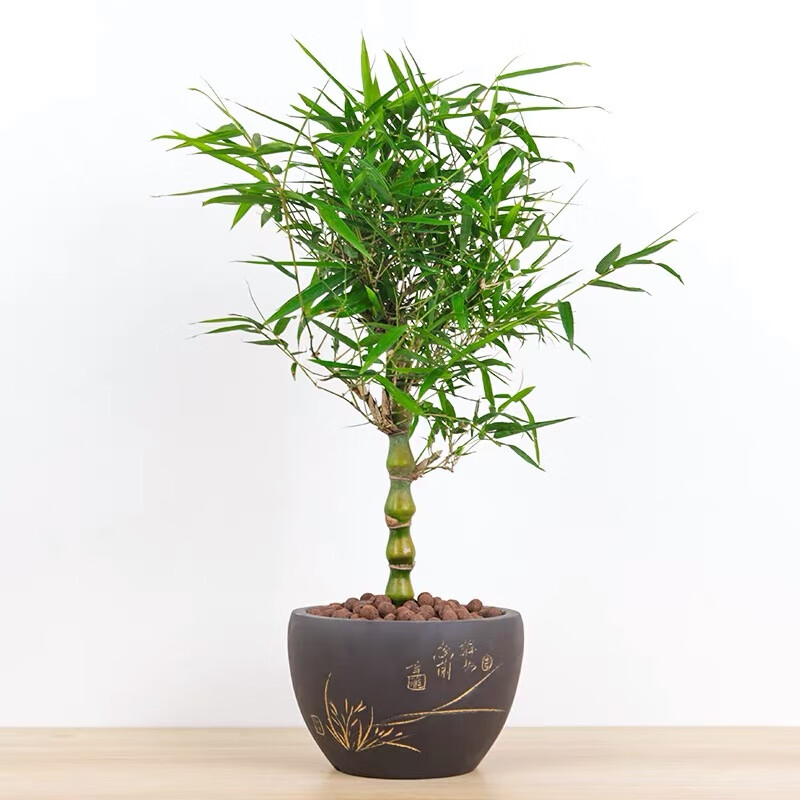 大型佛肚竹盆栽罗汉竹庭院观赏竹子阳台盆景办公室内植物客厅 精品佛肚竹高0.4-0.6m 紫砂盆A 不含盆