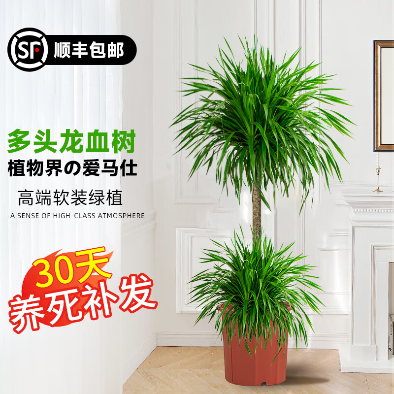 ���ڲ��������Ÿ߶���ֲ���������Զ�ͷ��Ѫ����������ֲ�������ֲ��������� ˫����Ѫ��1.2-1.4��+ԭ��ԭ��