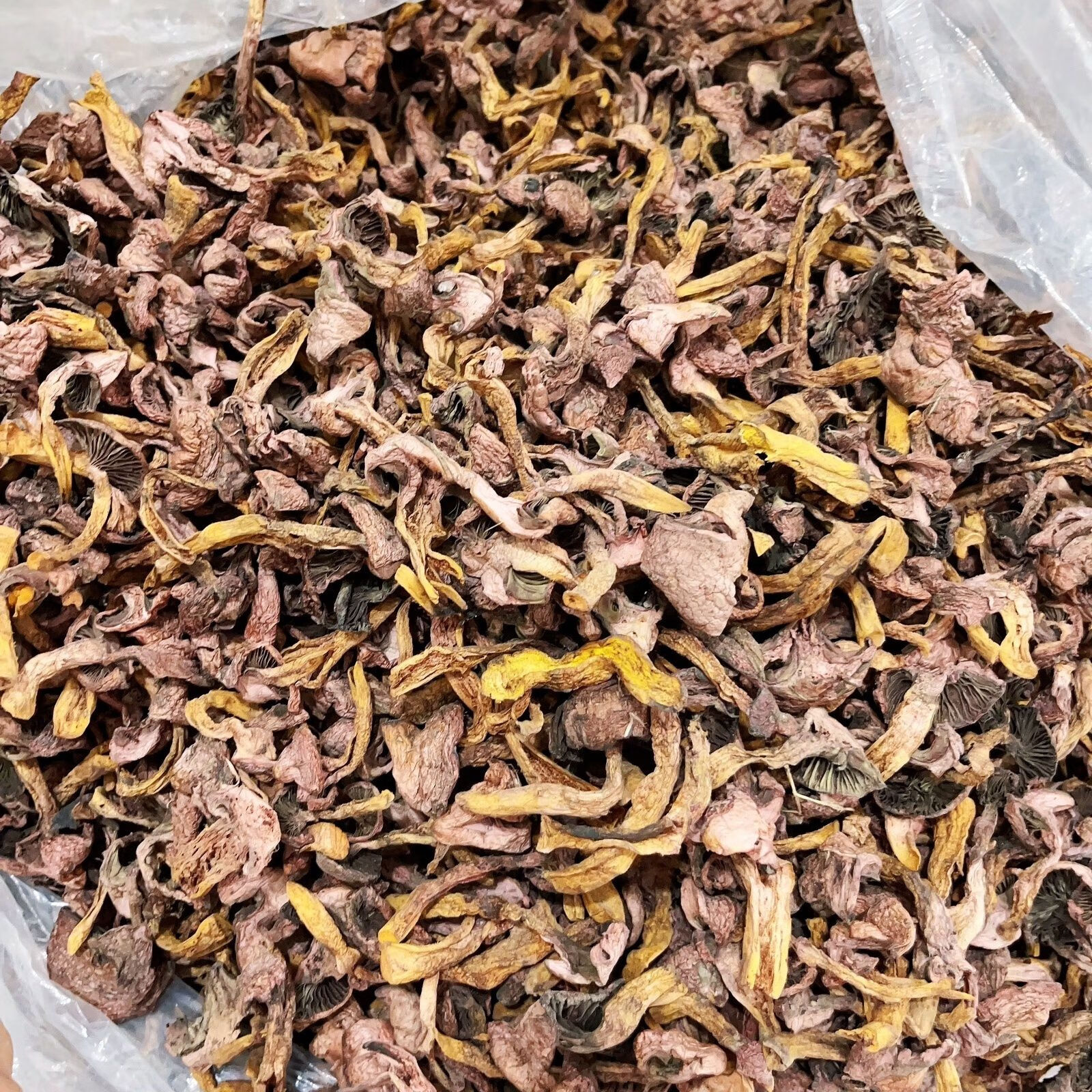 溪味道野生紅蘑丁松樹傘食用紅蘑菇原生態(tài)蘑菇干貨紅松松傘蘑東北松蘑 2024年好紅蘑一斤裝501.35克