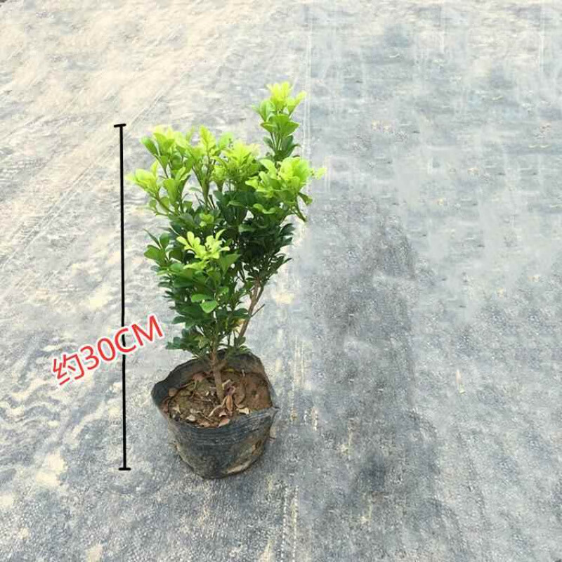米兰盆栽花苗花卉阳台观花喜阳植物净化空气四季绿植盆景开花耐寒 小号米兰(高约30CM) 不含盆