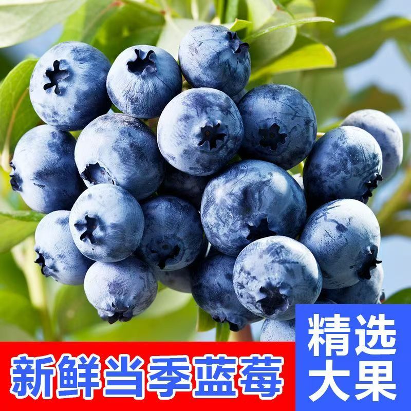 云南蓝莓大果新鲜现摘宝宝辅食孕妇水果当季新鲜水果 2盒240g 15mm+