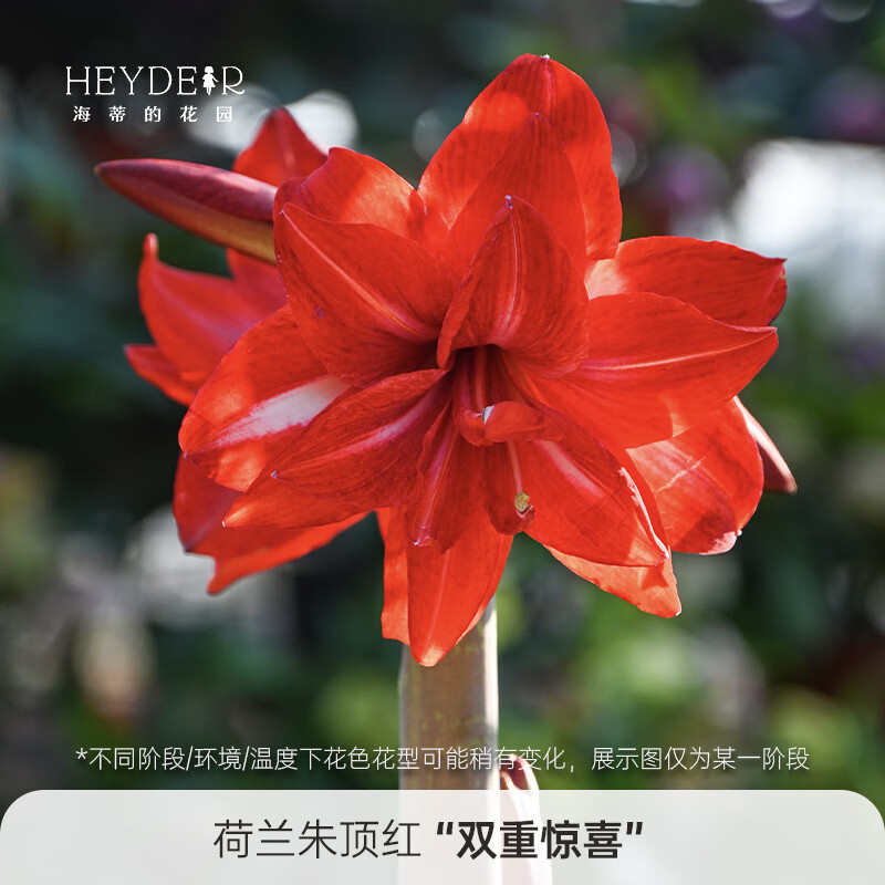 海蒂的花园旗舰店南非朱顶红进口重瓣种球室内阳台球根花卉植物保证对版种球 荷兰朱顶红双重惊喜28/30 12+