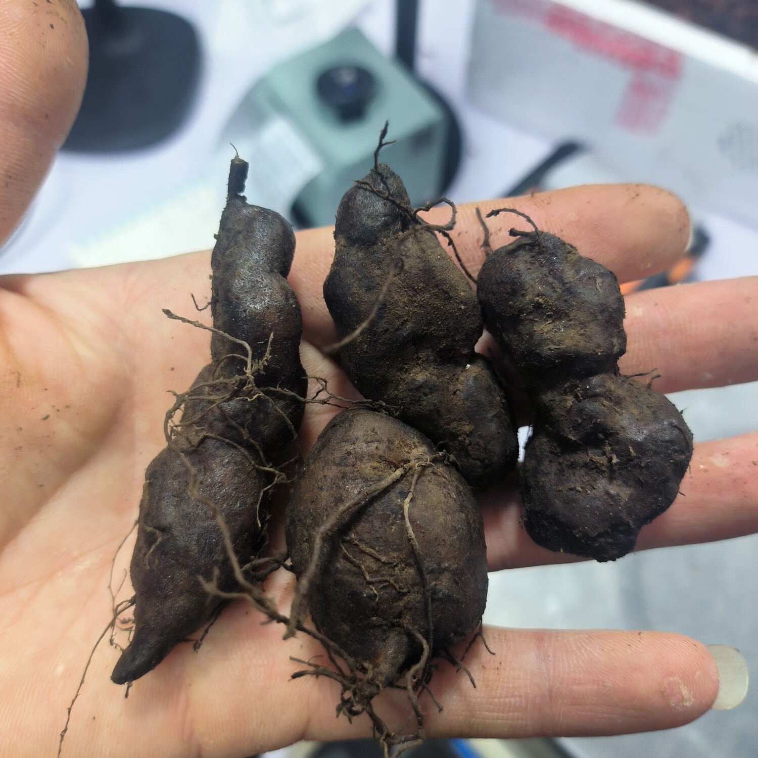 浙江 正宗三叶青金钱吊葫芦 野外多年生三叶青包邮 野生鲜货100克