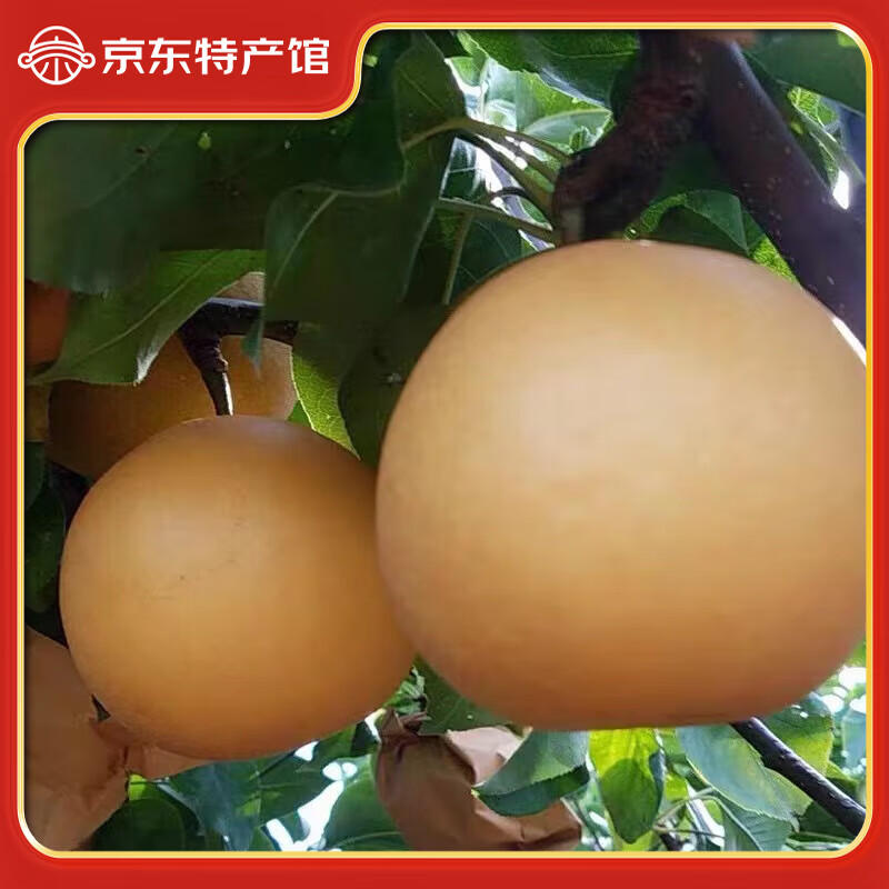 秋月梨山东莱阳新鲜冰糖梨水果黄梨现摘清甜多汁产地直发精品礼盒 净重4.5斤大果(5-7枚)